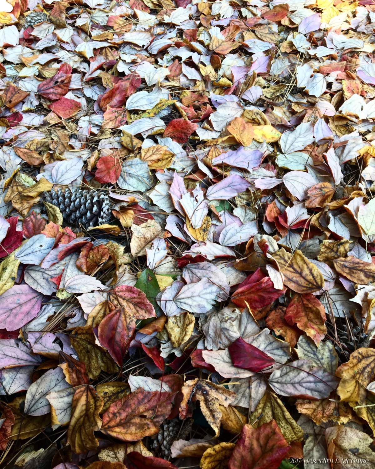 The Magic of An Autumn&nbsp;Night