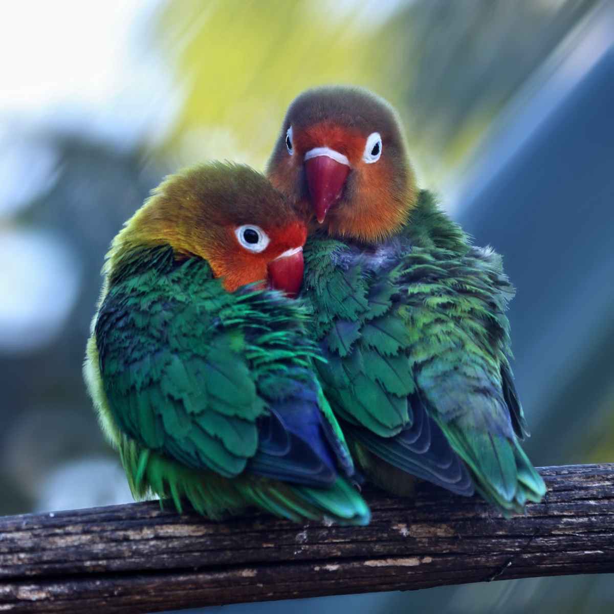 Birds of Love